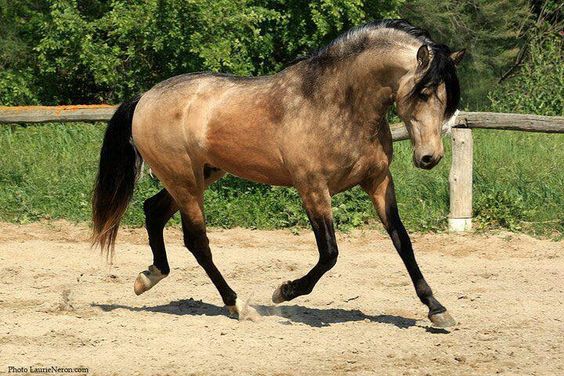 Buckskin Horses